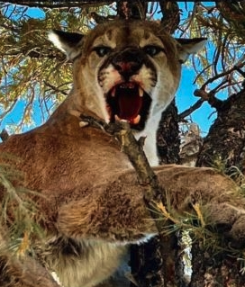 All-Inclusive 5-day lion hunts- $7,000